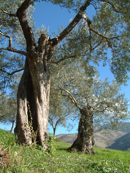 Olea europaea / Ulivo